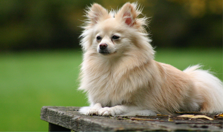 Pomeranian-Cutest-Dog-Breeds